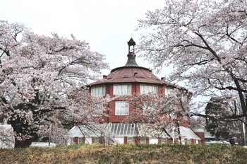 清春の桜.jpg
