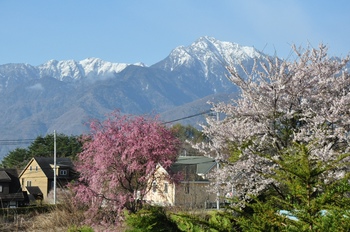甲斐駒と桜.jpg
