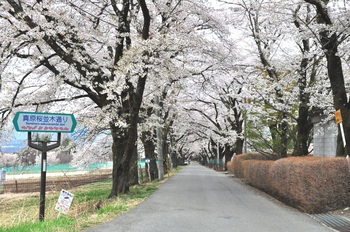 真原の桜並木.jpg